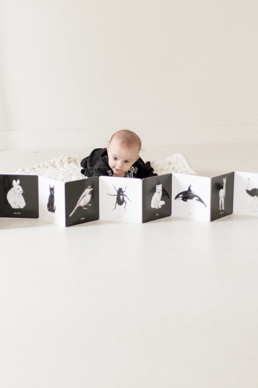 Baby's Black & White Contrast Book